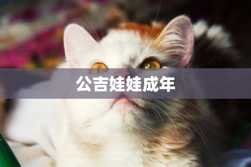 公吉娃娃成年
