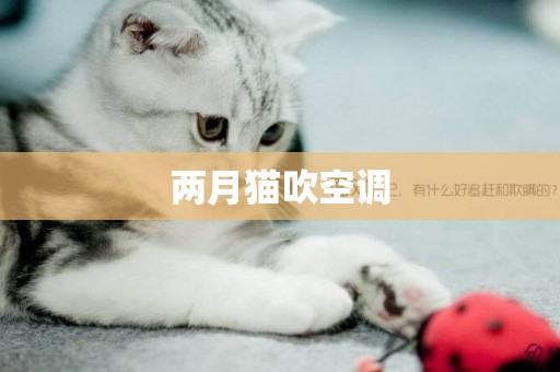 兩月貓吹空調