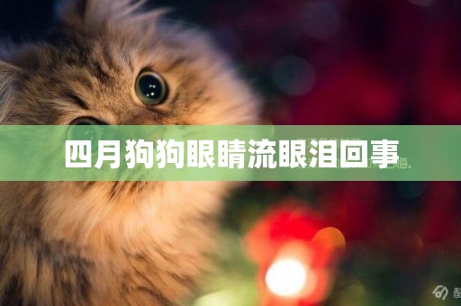 四月狗狗眼睛流眼淚回事