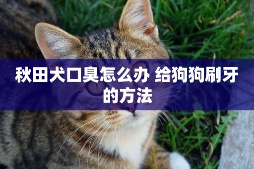 秋田犬口臭怎么辦 給狗狗刷牙的方法