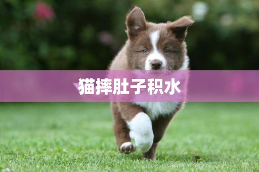 貓摔肚子積水