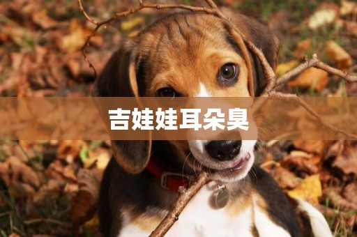 吉娃娃耳朵臭