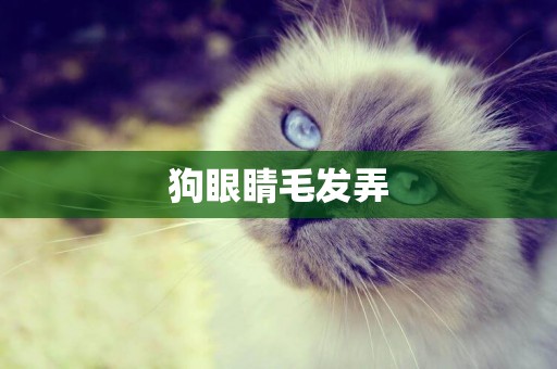 狗眼睛毛發弄