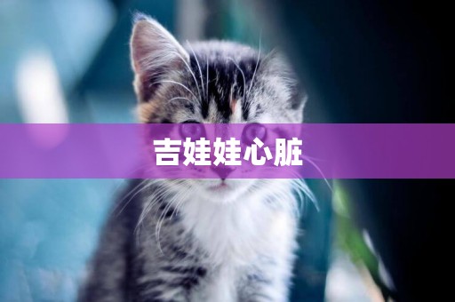 吉娃娃心臟