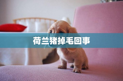 荷蘭豬掉毛回事