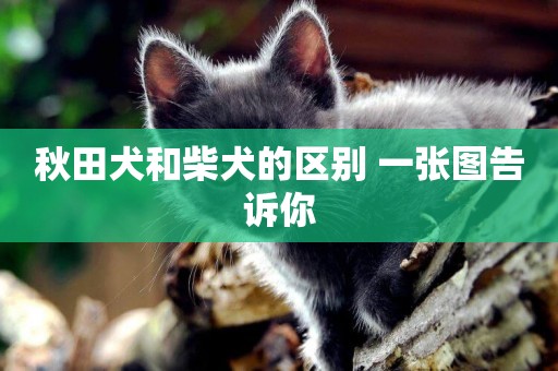 秋田犬和柴犬的區別 一張圖告訴你