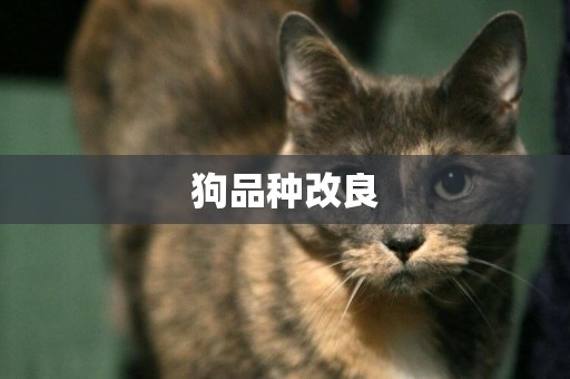 狗品種改良