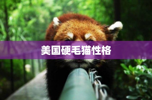 美國硬毛貓性格