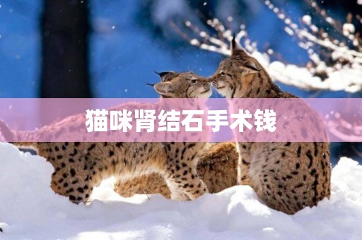 貓咪腎結石手術錢