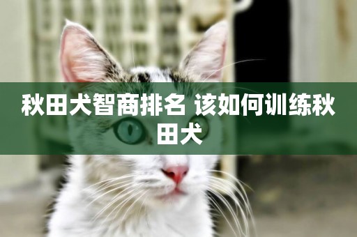 秋田犬智商排名 該如何訓練秋田犬