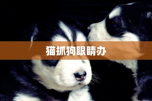 貓抓狗眼睛辦