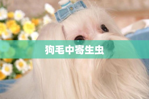狗毛中寄生蟲