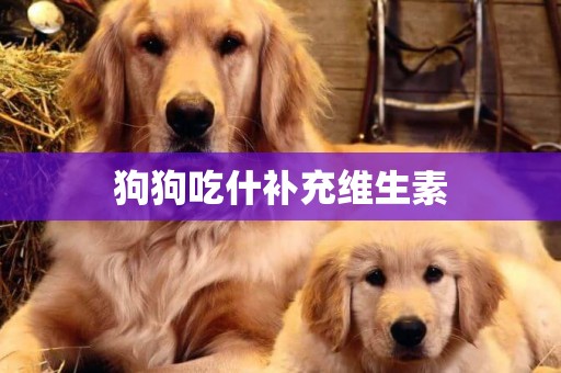 狗狗吃什補充維生素