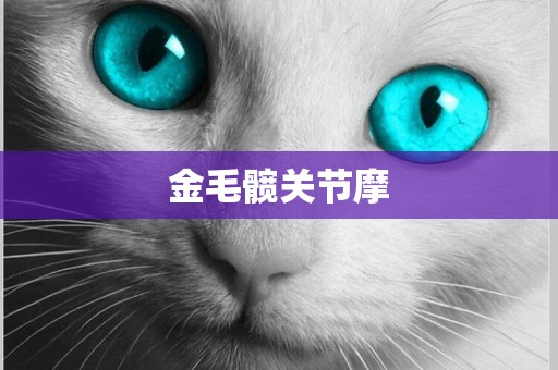 金毛髖關節摩