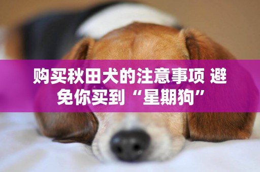 購買秋田犬的注意事項 避免你買到“星期狗”