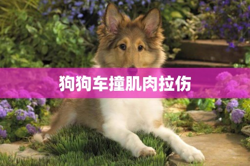 狗狗車撞肌肉拉傷