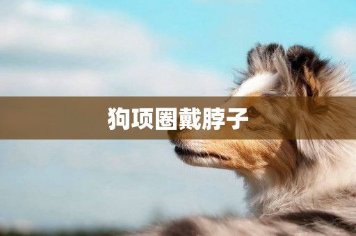 狗項圈戴脖子
