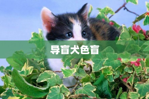 導盲犬色盲