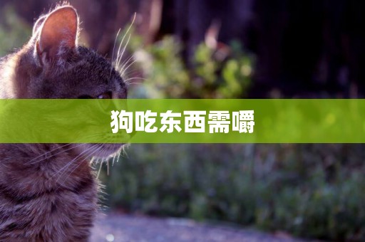 狗吃東西需嚼
