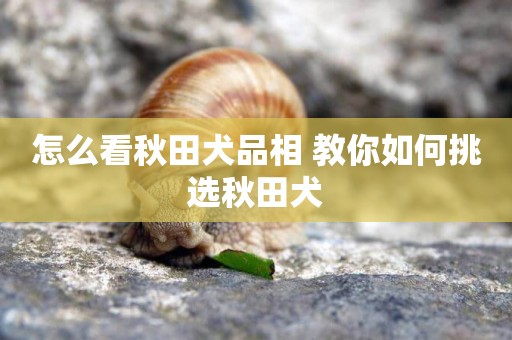 怎么看秋田犬品相 教你如何挑選秋田犬