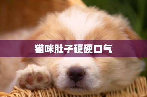 貓咪肚子硬硬口氣