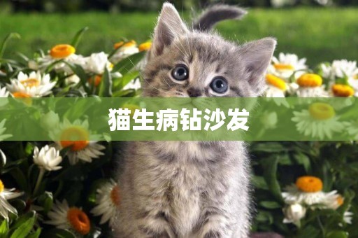 貓生病鉆沙發