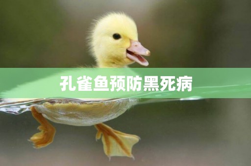 孔雀魚預防黑死病