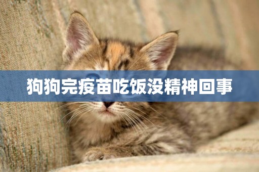 狗狗完疫苗吃飯沒精神回事