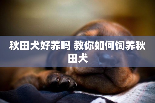 秋田犬好養嗎 教你如何飼養秋田犬