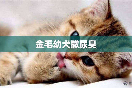 金毛幼犬撒尿臭