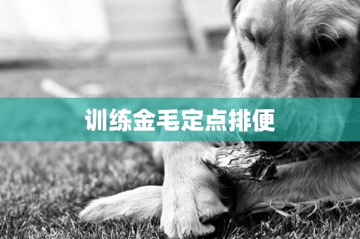 訓練金毛定點排便