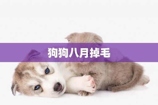 狗狗八月掉毛
