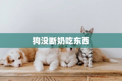 狗沒斷奶吃東西