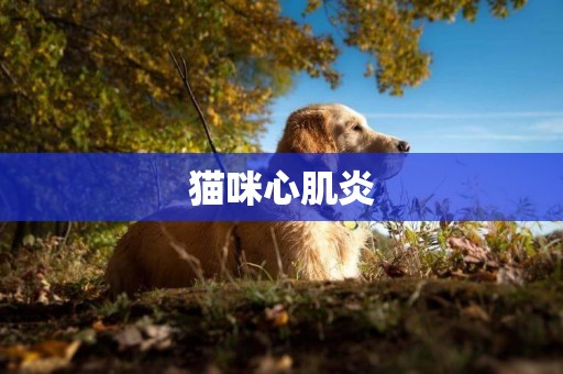 貓咪心肌炎