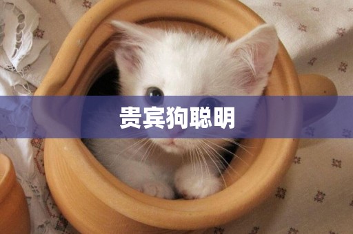 貴賓狗聰明