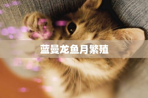 藍曼龍魚月繁殖