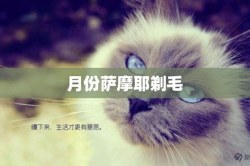 月份薩摩耶剃毛
