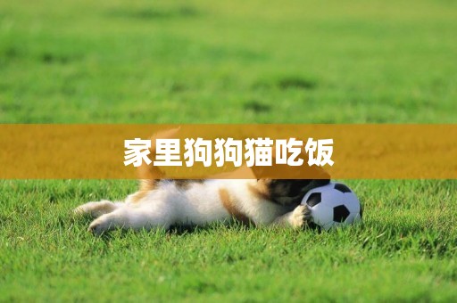家里狗狗貓吃飯