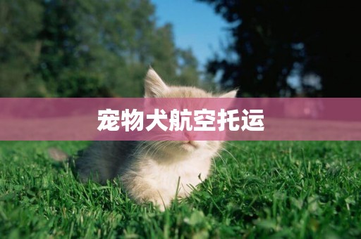 寵物犬航空托運