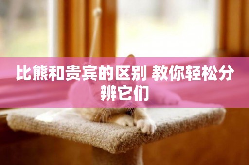 比熊和貴賓的區別 教你輕松分辨它們