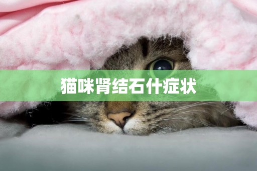 貓咪腎結石什癥狀
