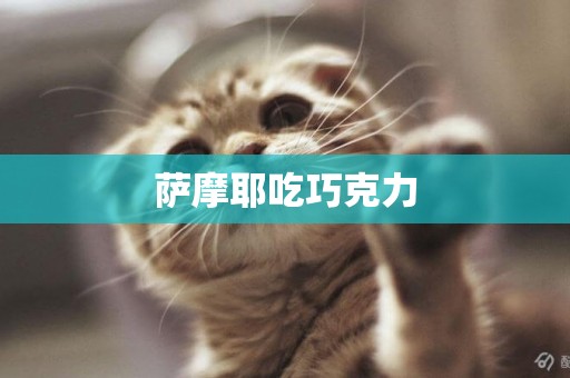 薩摩耶吃巧克力