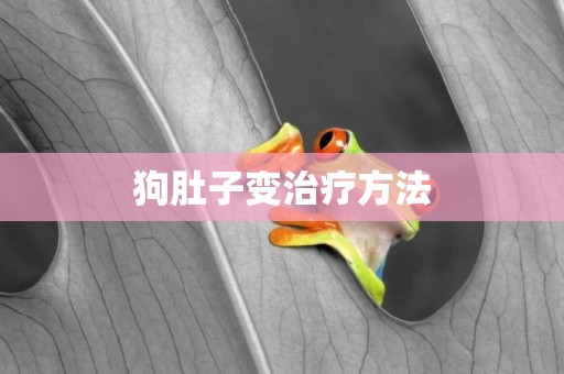狗肚子變治療方法