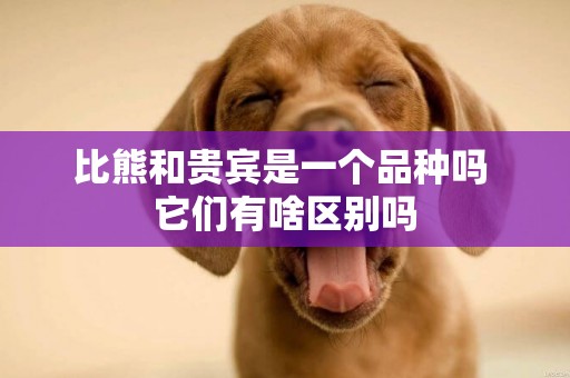 比熊和貴賓是一個品種嗎 它們有啥區別嗎