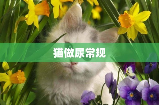 貓做尿常規