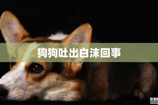 狗狗吐出白沫回事