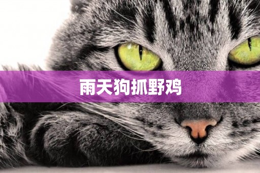 雨天狗抓野雞