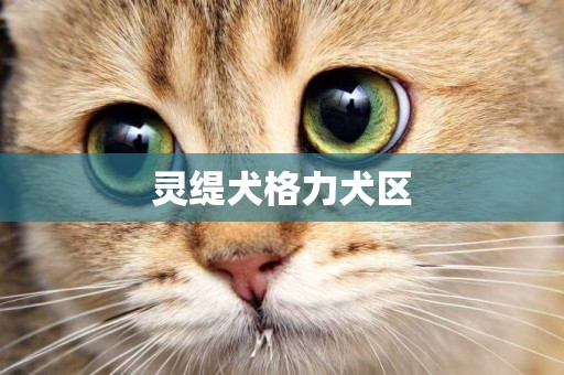 靈緹犬格力犬區