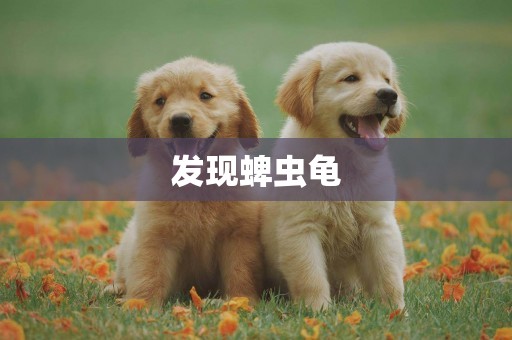 發現蜱蟲龜