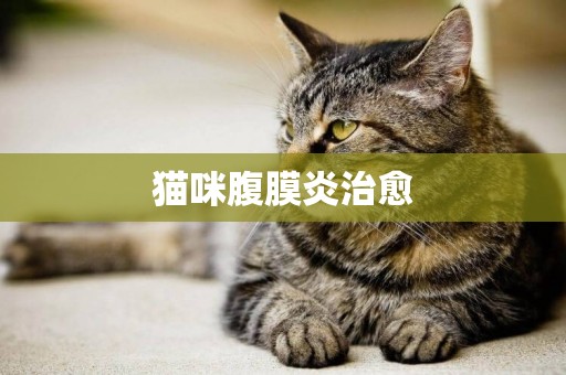 貓咪腹膜炎治愈